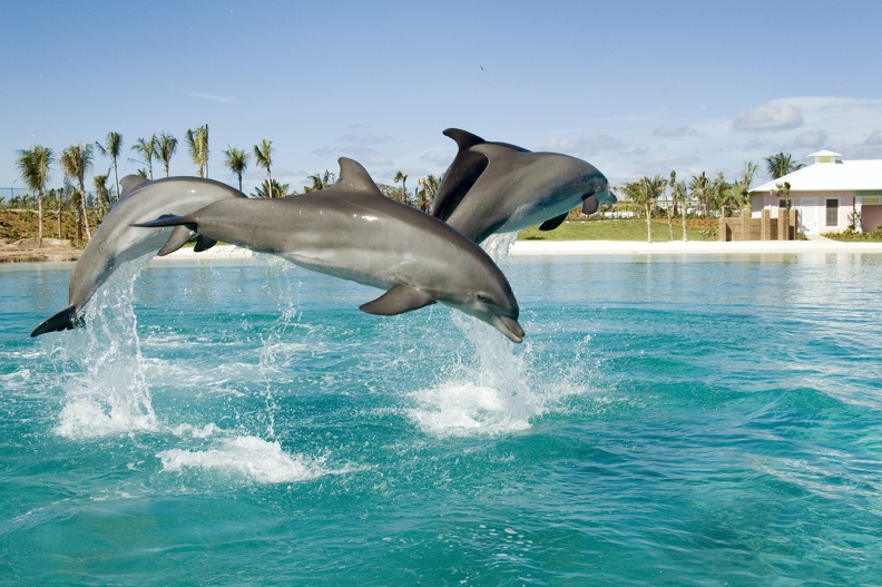 Dolphin & Seal Extravaganza – pokaz delfinów i fok